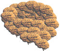 brain